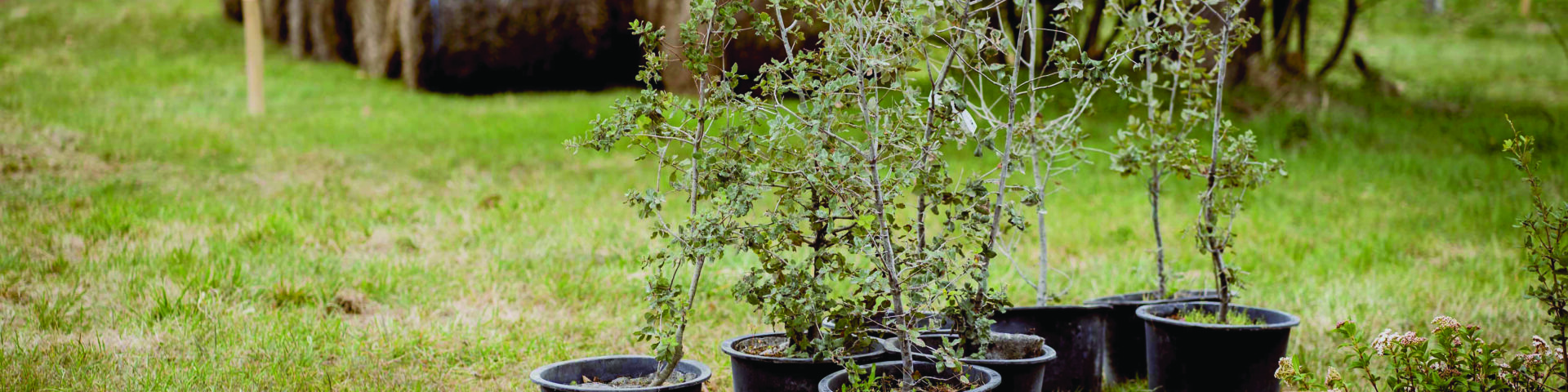 30 000 arbres en 2030