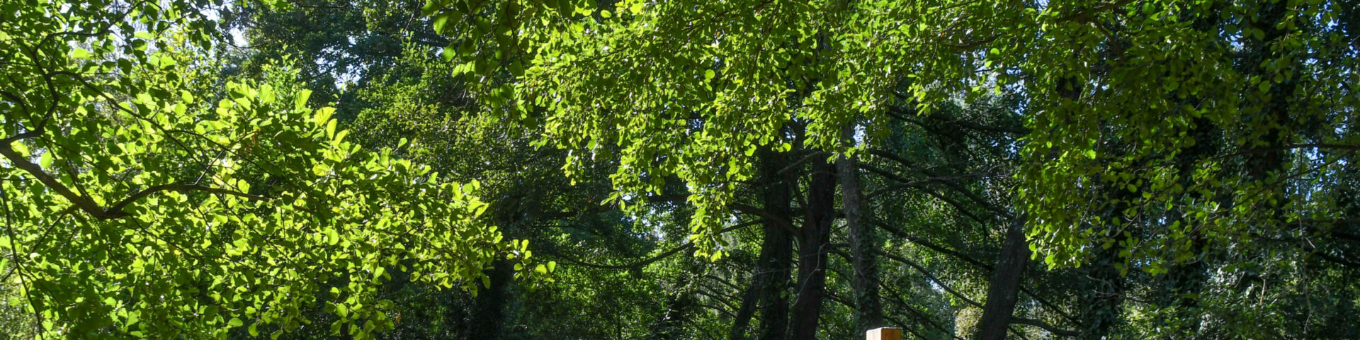 Biodiversité et végétalisation