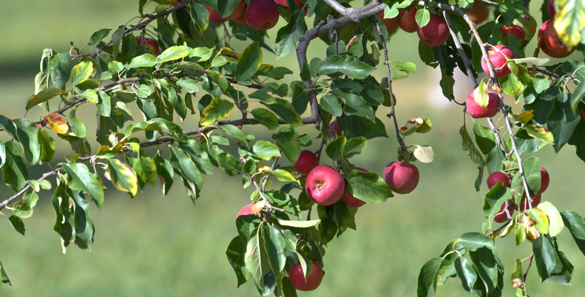 Agriculture pommes