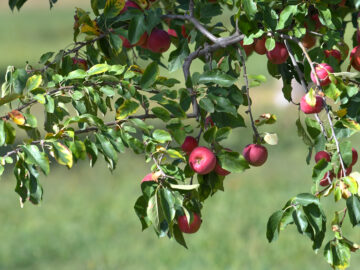Agriculture pommes