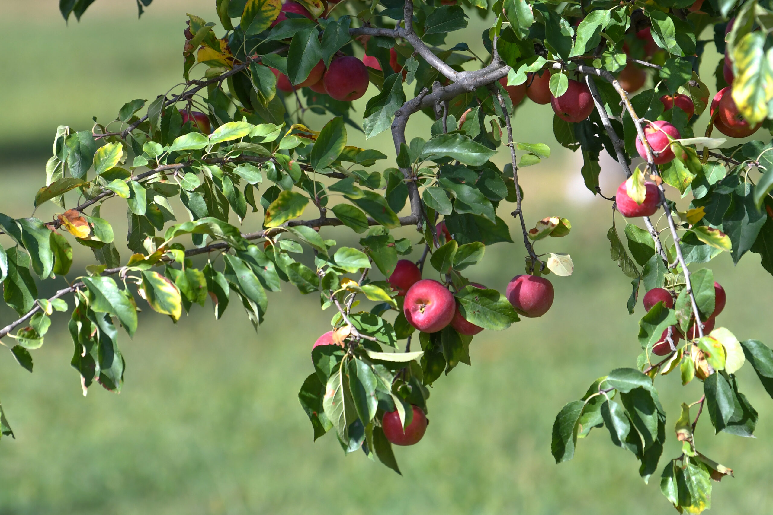 Agriculture pommes