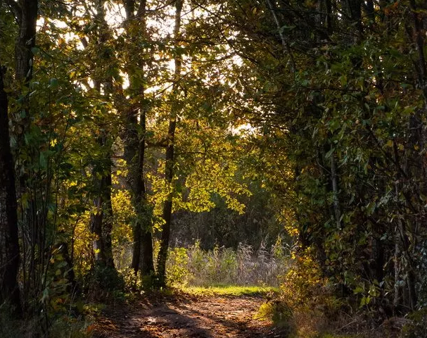 Charte Forestière de Territoire des Chambaran